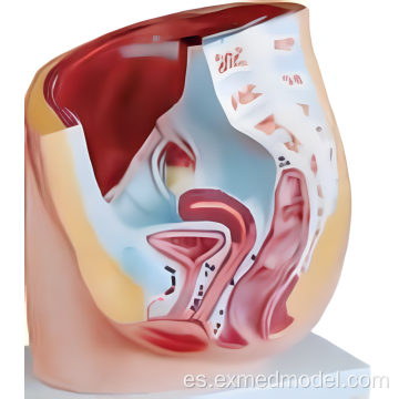 Modelo de la sección de pelvis femenina